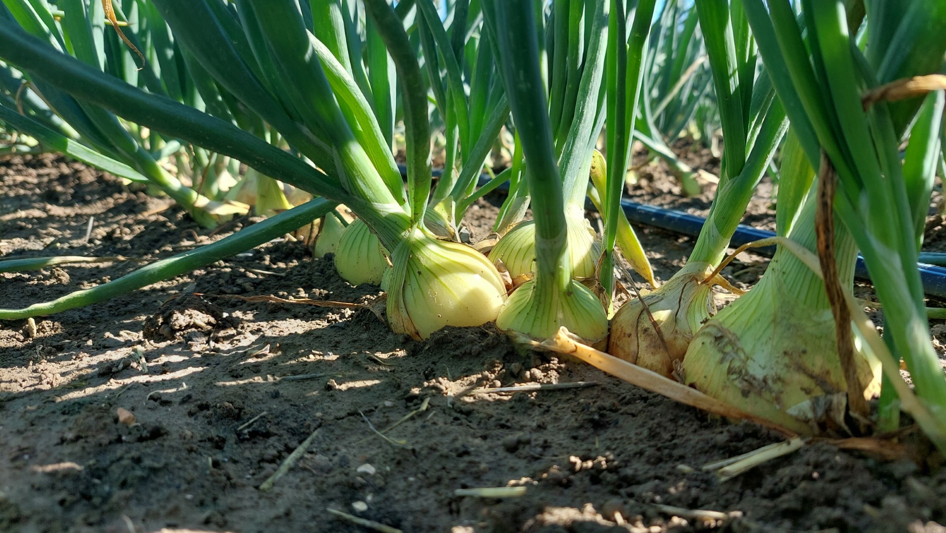 Onion – Cover Crops
